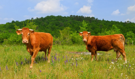 Limousin Wanderungen