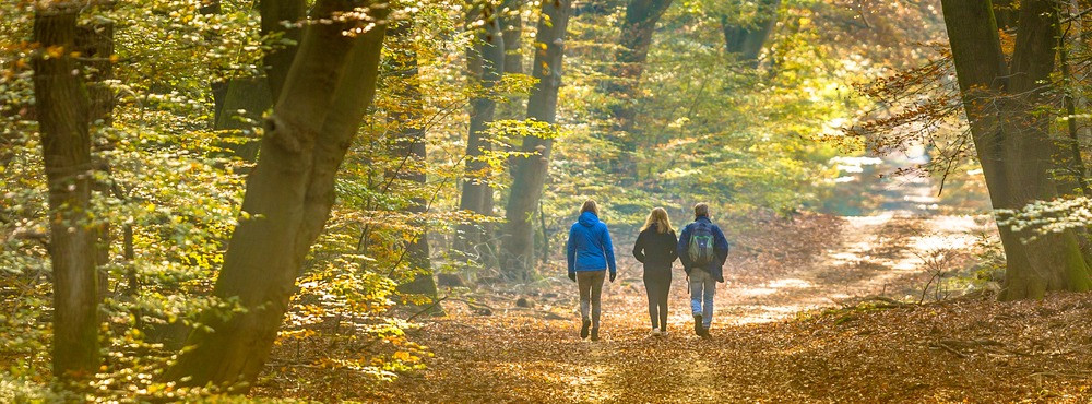 most beautiful forests in the netherlands