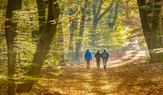 most beautiful forests in the netherlands