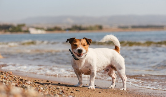 Maremma Hundestrand