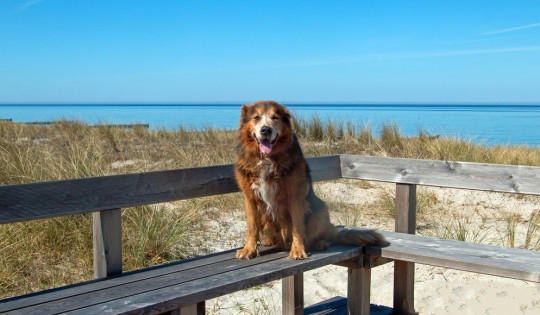 Ostsee - Die besten Hundestrände