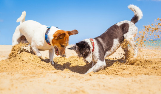 Côte d'Azur Hundestrand