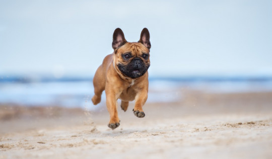 Beste Hundestrände Bretagne