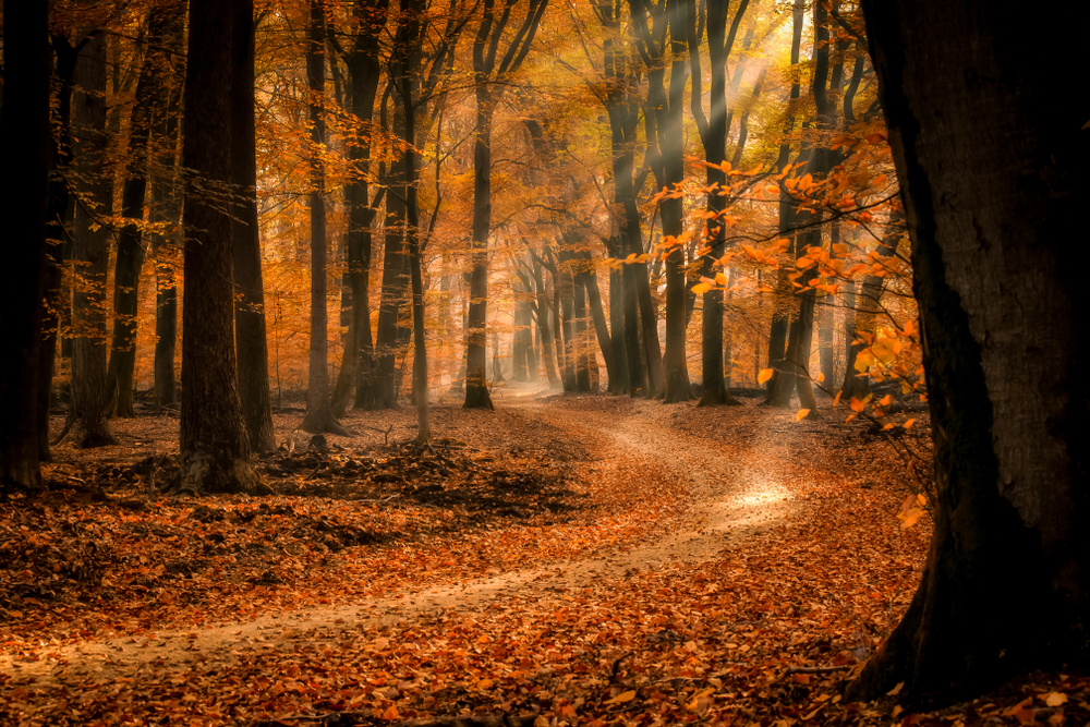 Speulder- en Sprielderbos