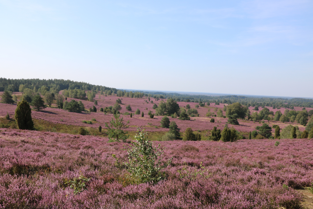 Lüneburger Heide
