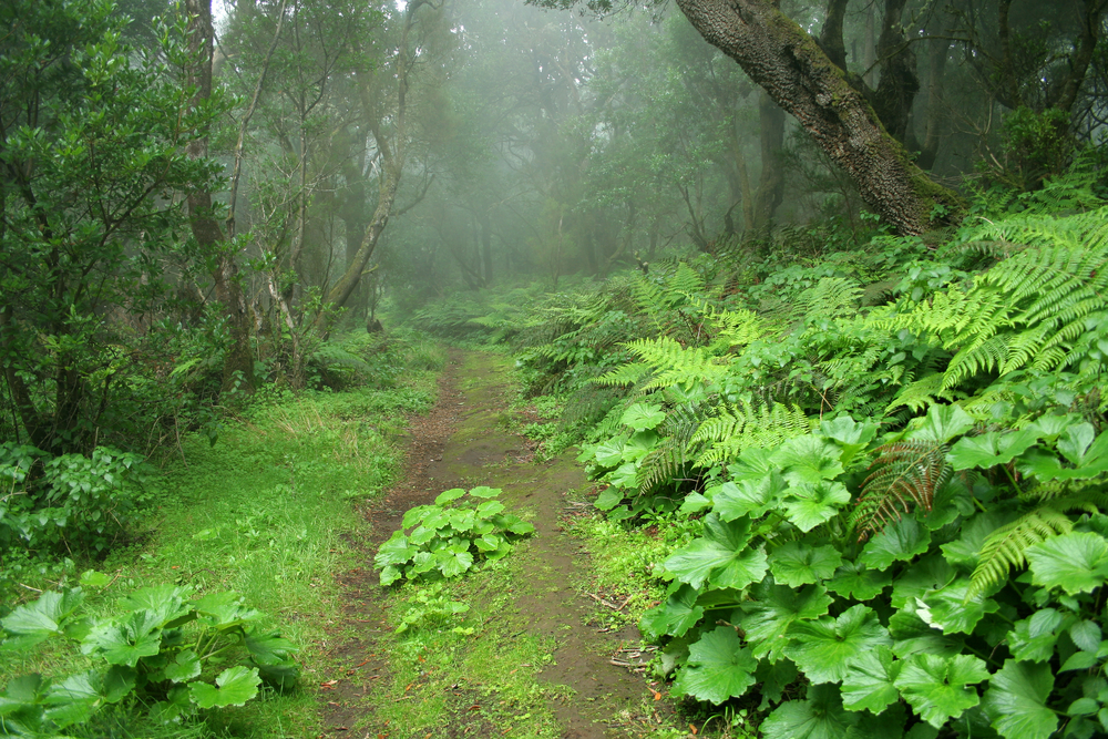 Laurel Forest