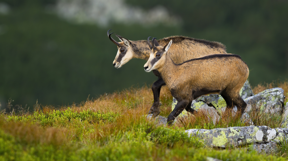 Vital Tatra
