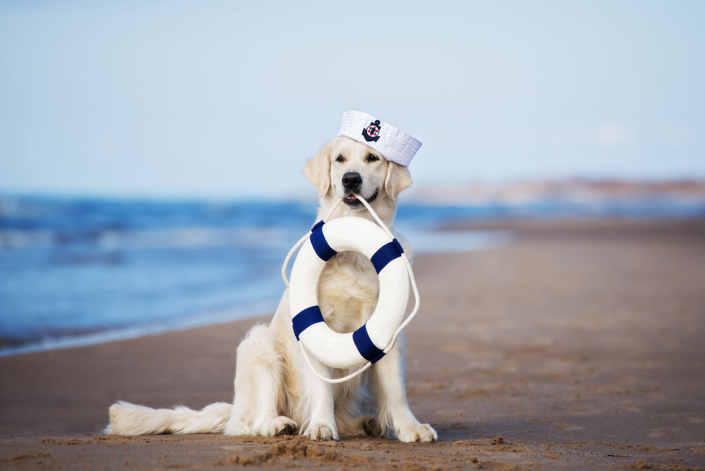 Hund mit Rettungsring