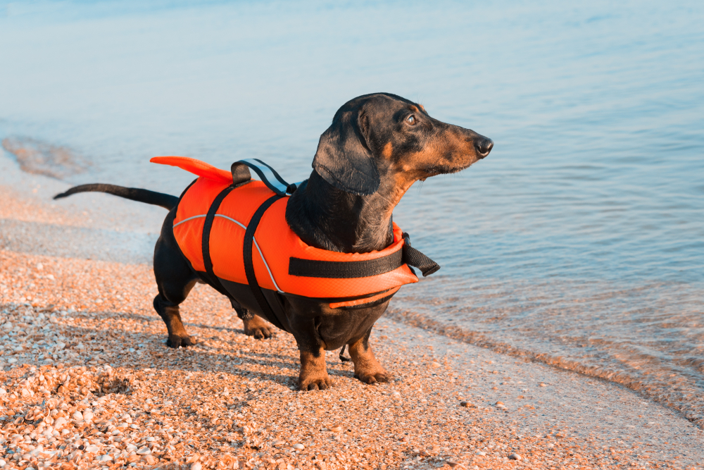 Hund mit Schwimmweste