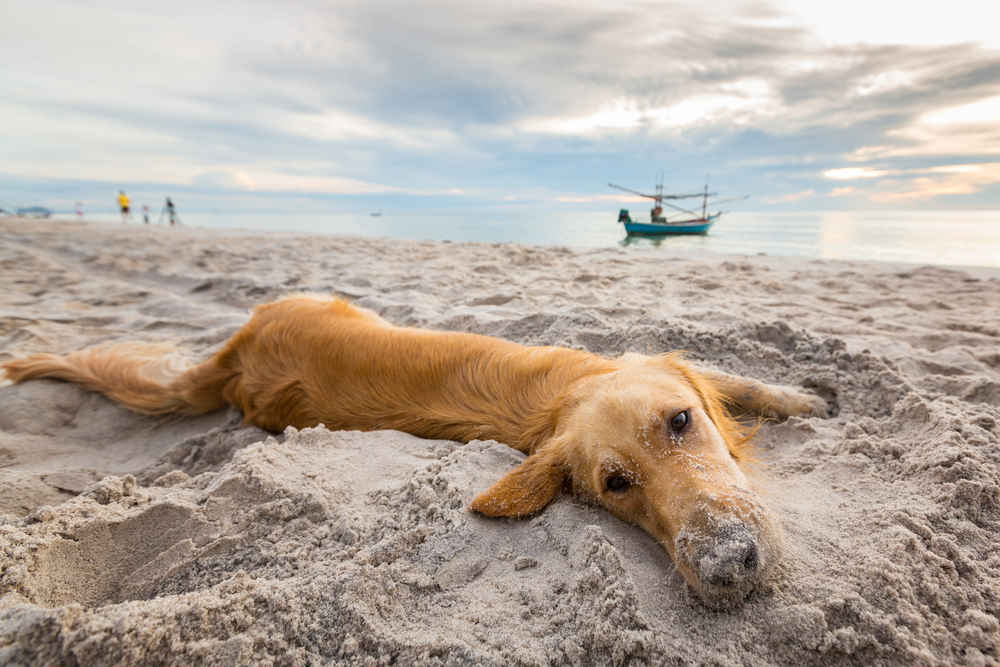 Strand mit Hund