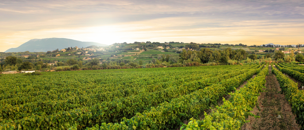 Weinberge