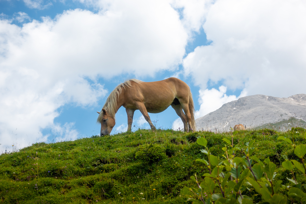 Seiser Alm