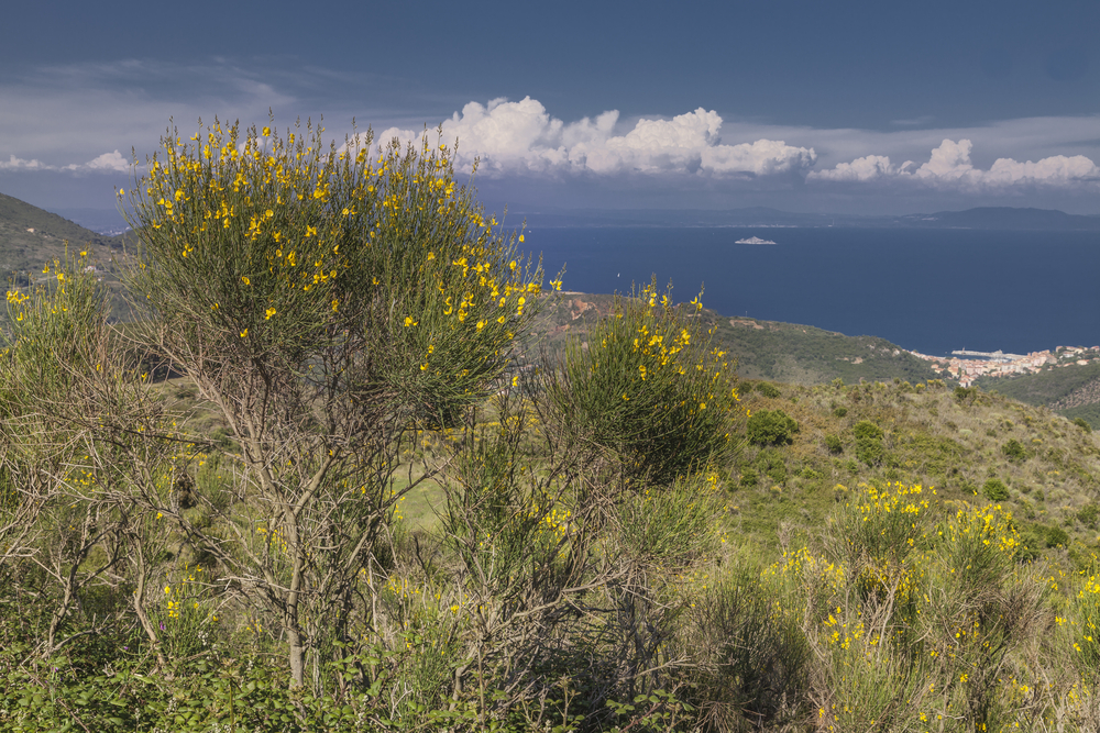 Cima del Monte