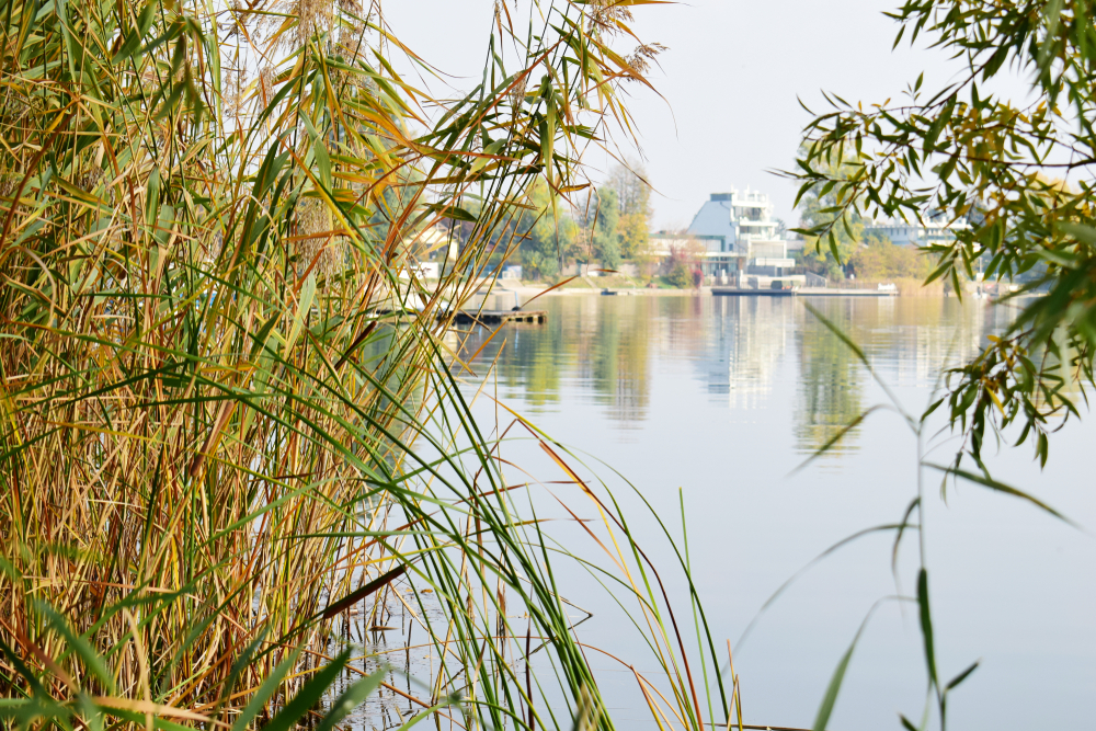 Alte Donau