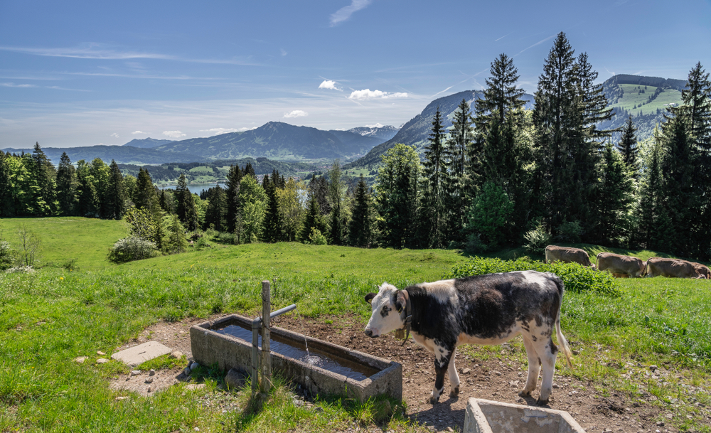 Allgäu Mountainbike Sonthofen