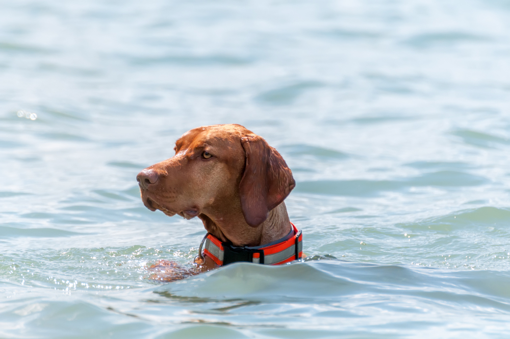 Balatonföldvár Hundestrand