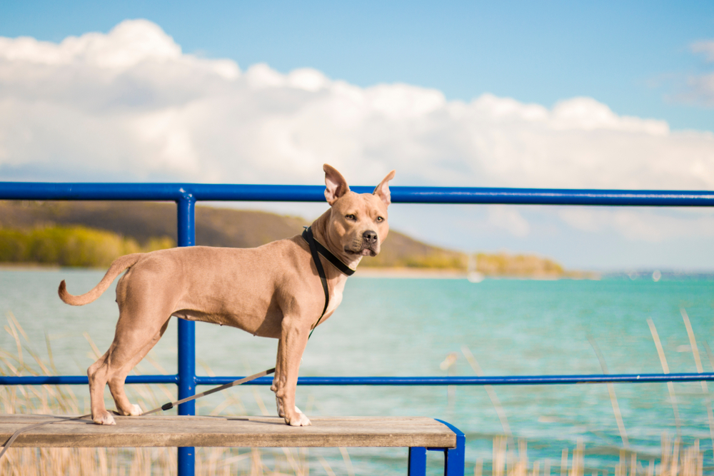 Hundestrand Keszthely