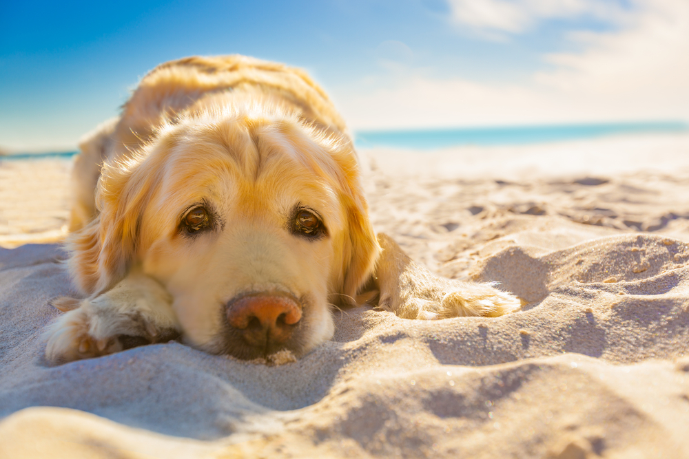 Hundestrand Estartit