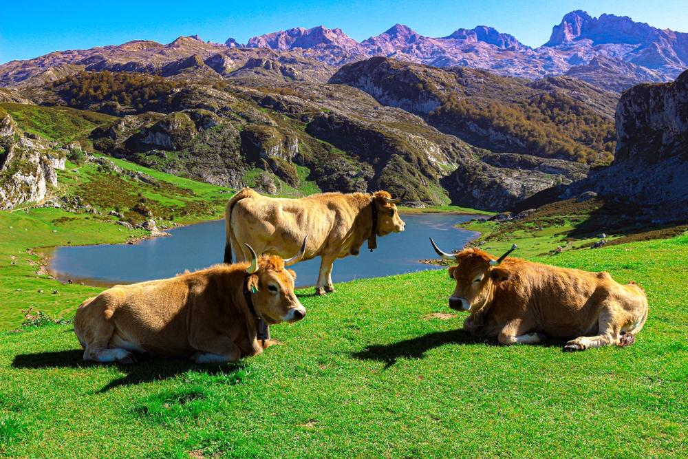 Covadonga Seen