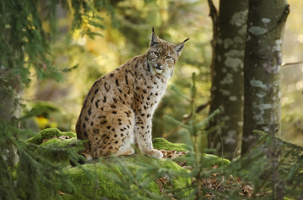 Nationalpark Bayerischer Wald