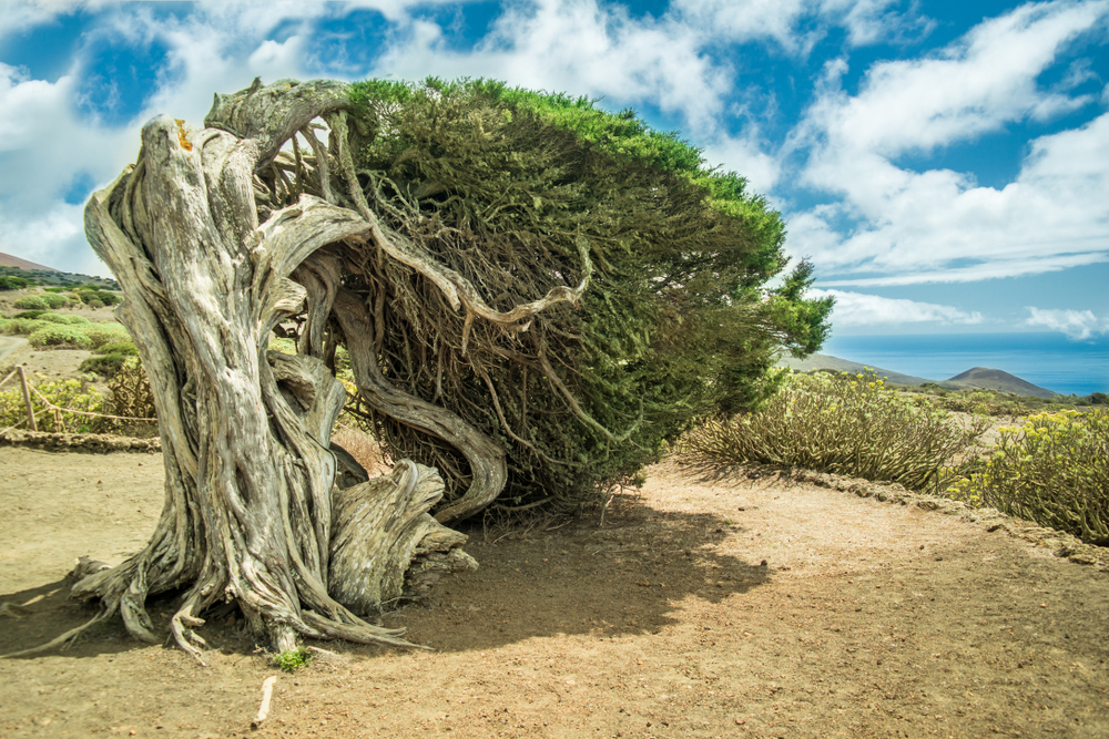 El Hierro El Sabinar Wacholder