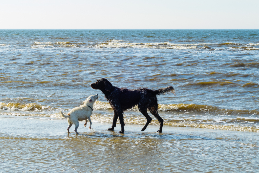Hundestrand St. Peter-Ording