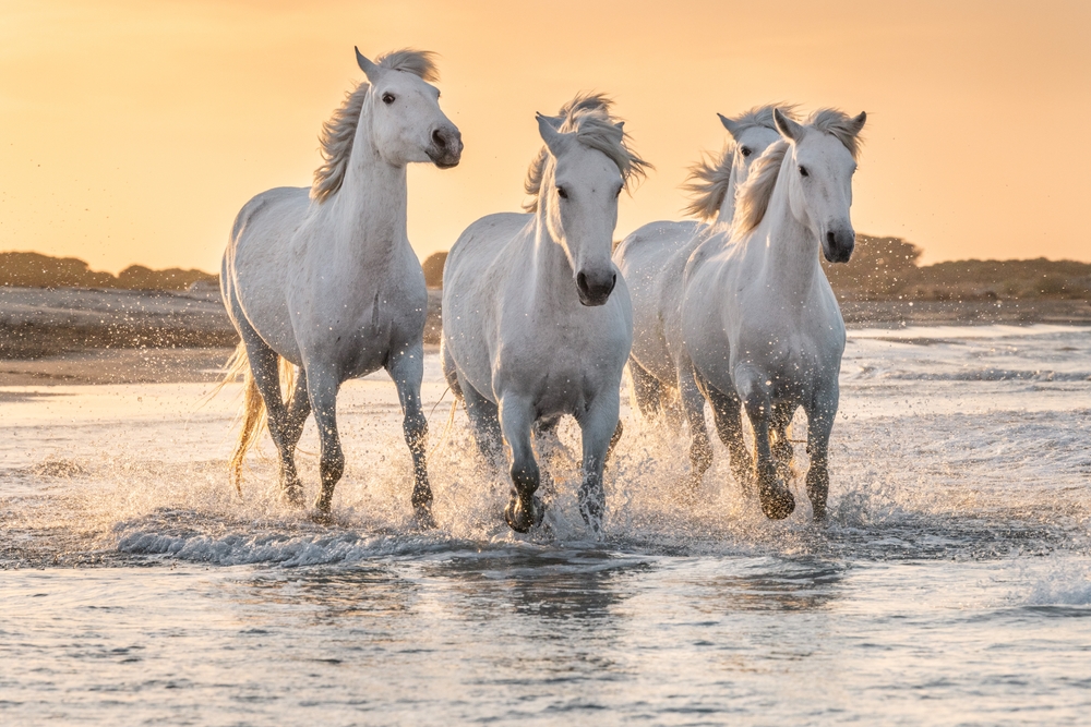 Ferienhaus Camargue