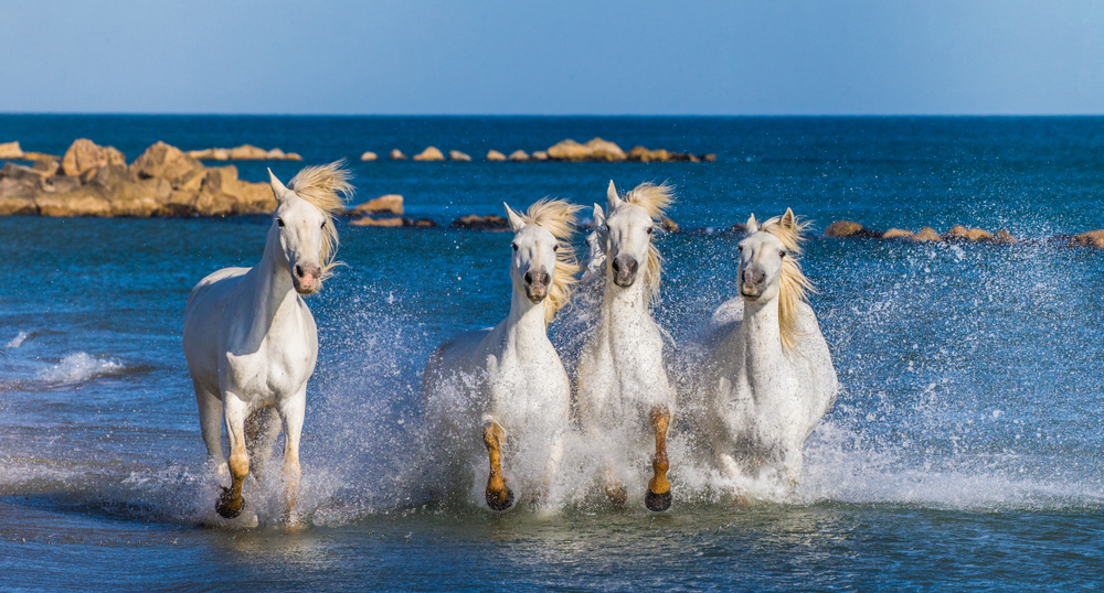 Camargue mit Kindern