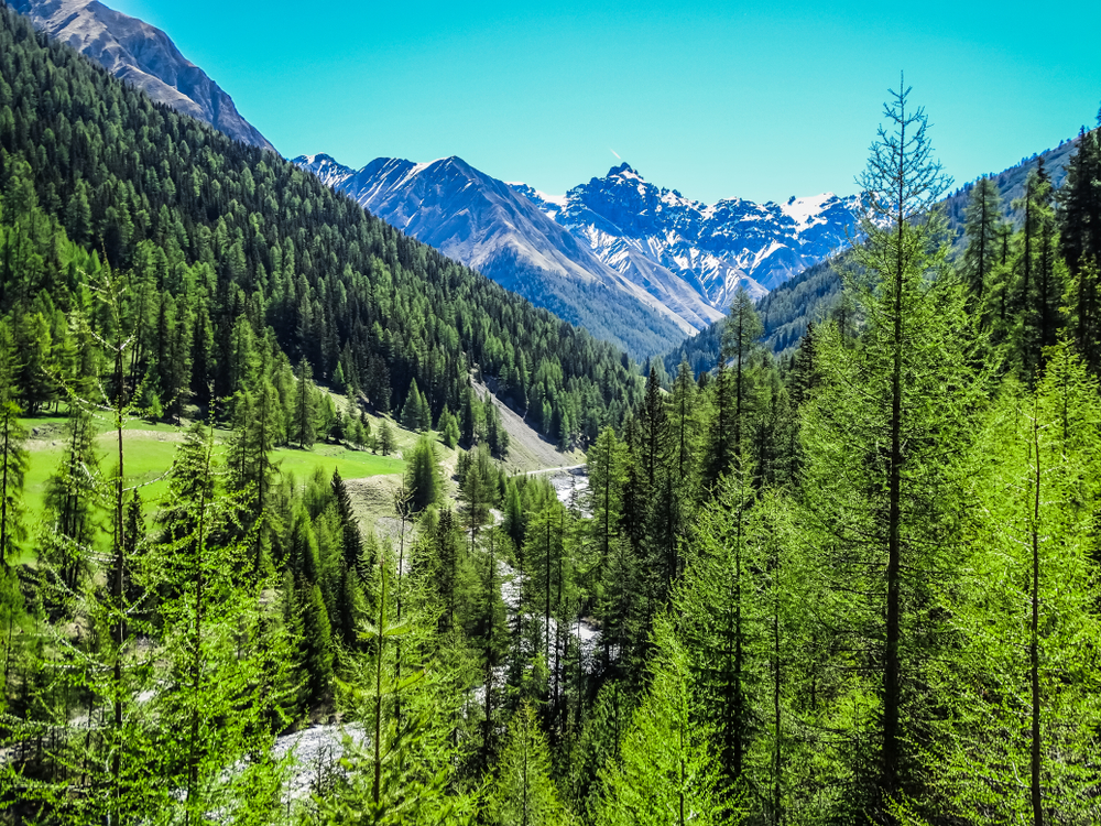Schweizerischer Nationalpark