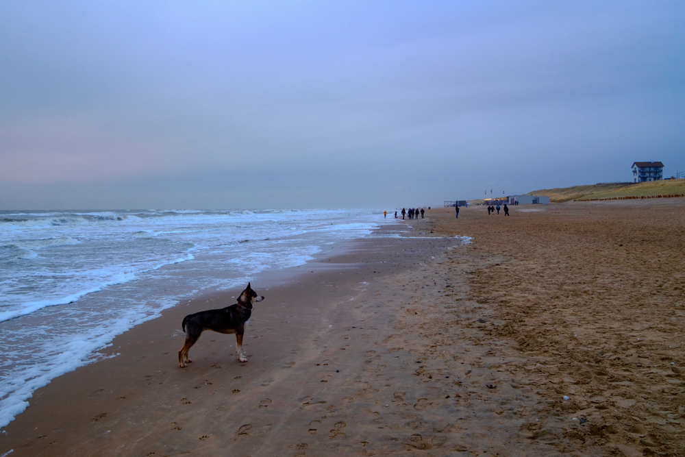 Niederlande Hundestrand Bergen aan Zee