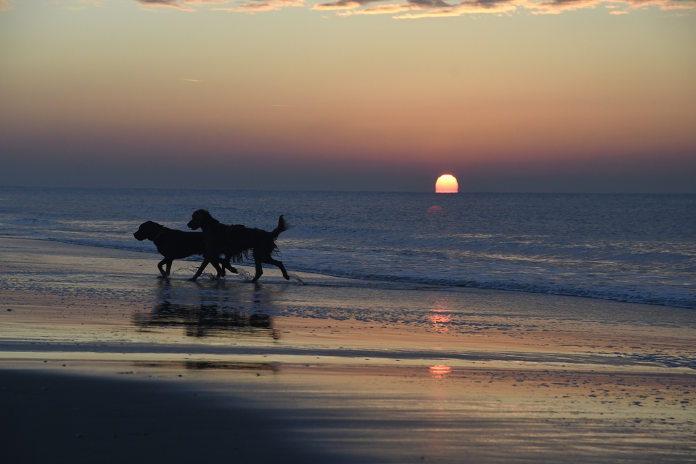 Hundestrand Noordwijk