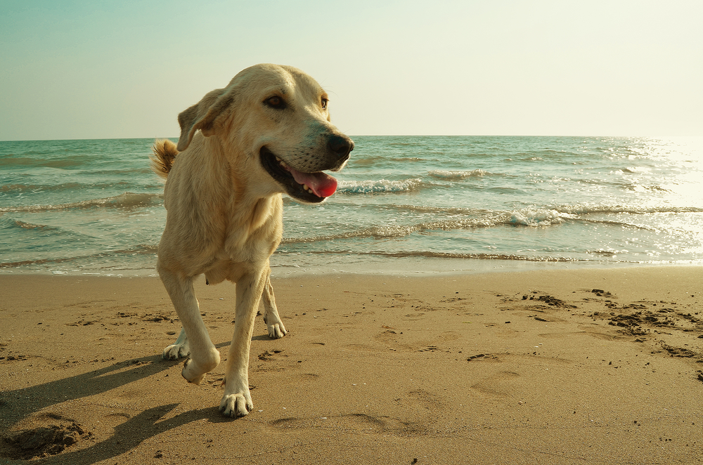 Groede-Bad Hundestrand Holland