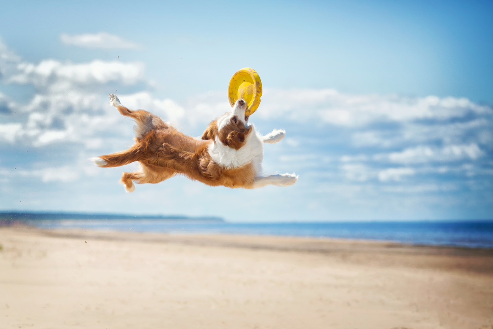 Noordwijk Hundestrand