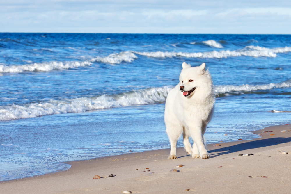 Scheveningen Hundestrand Holland