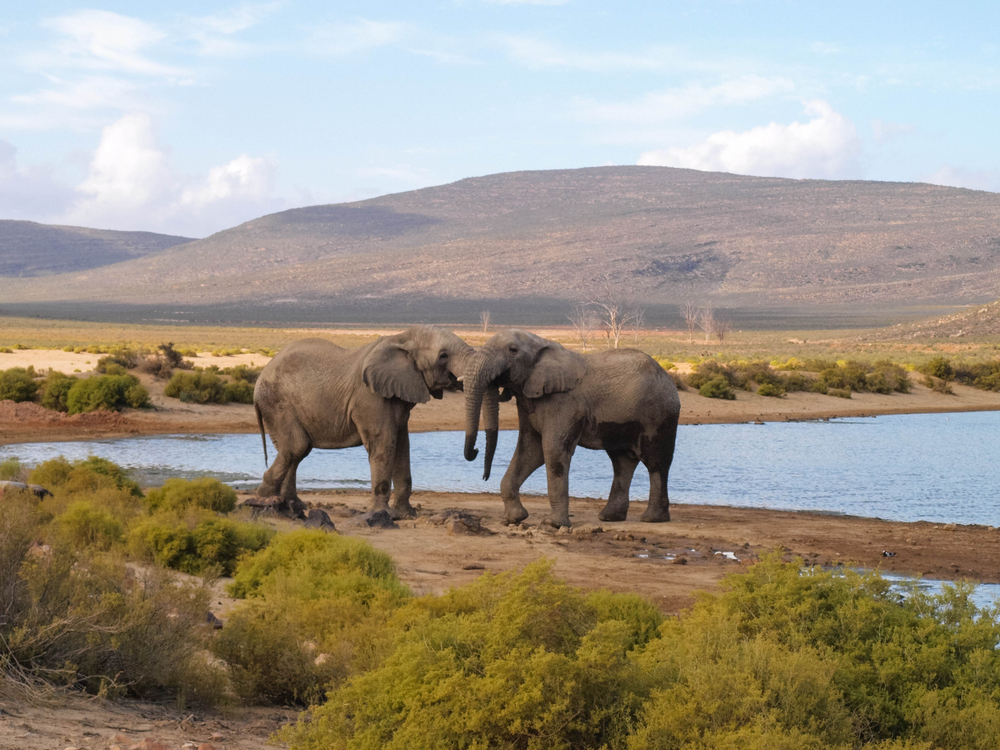 Aquila Safari Game Reserve
