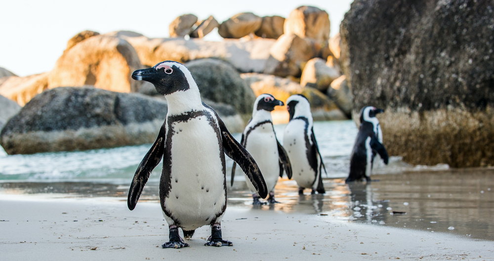Boulders Beach Pinguine