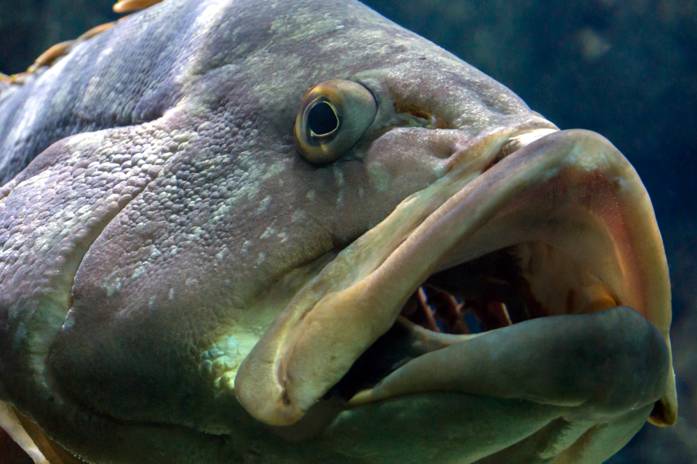 CretAquarium