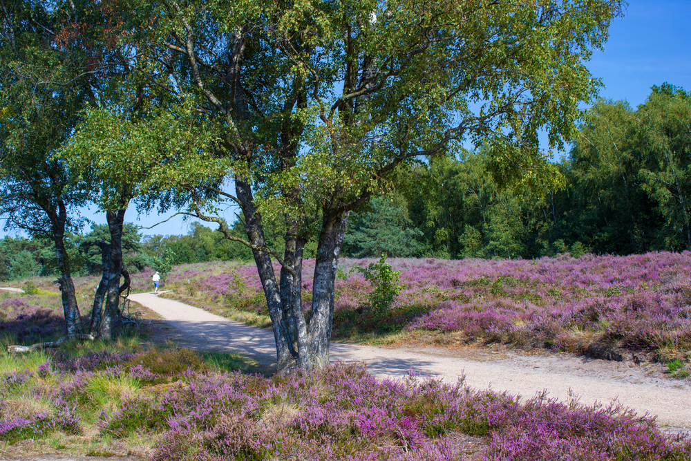 Nationalpark Maasduinen Radwege