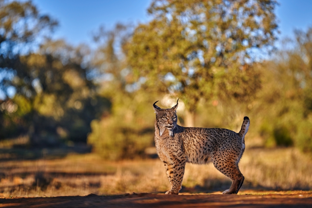 Luchs Spanien