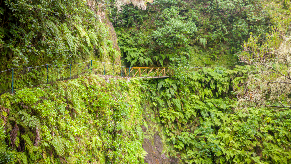 Levada dos Cedros