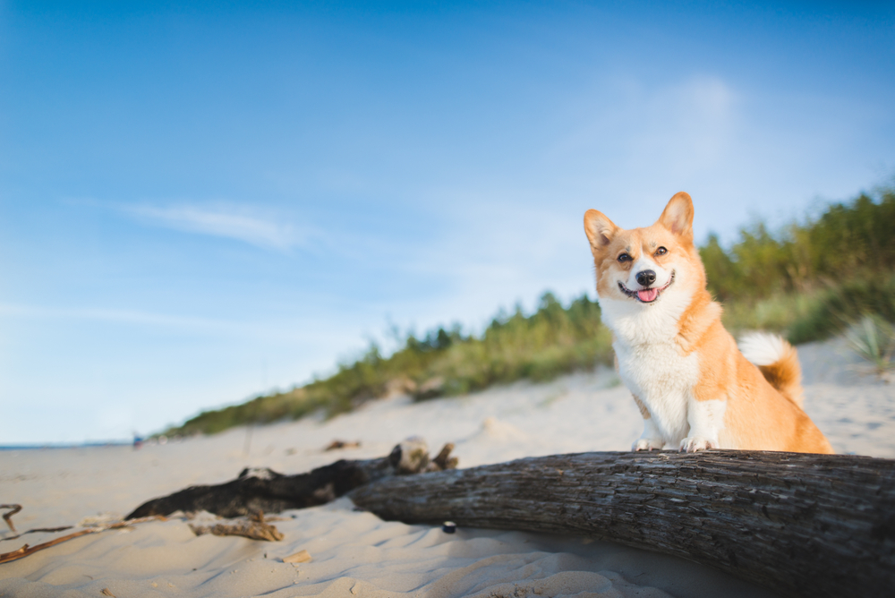 Hundestrand Grossetto