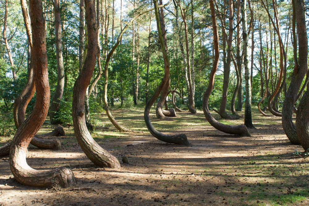 Der krumme Wald Polen