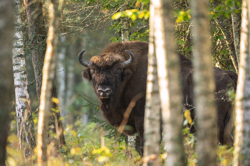 Der Wisent in Białowieża Urwald