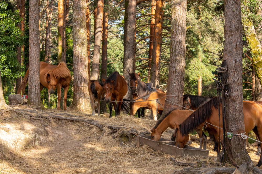 Peneda-Gerês wandern mit Kindern