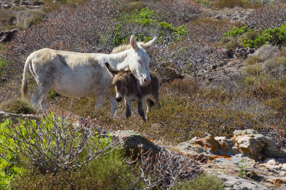 Asinara