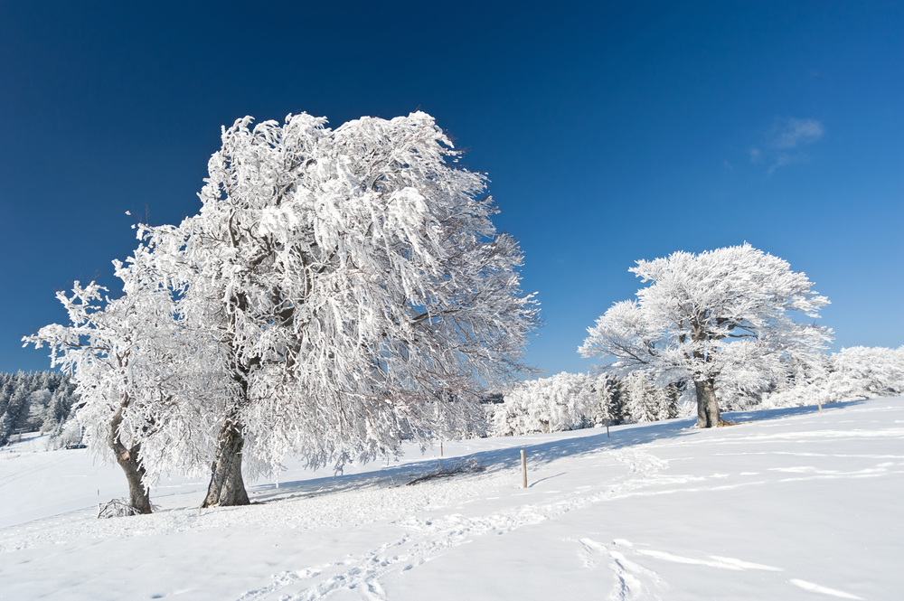 Langlauf Todtnau Loipen Schauinsland