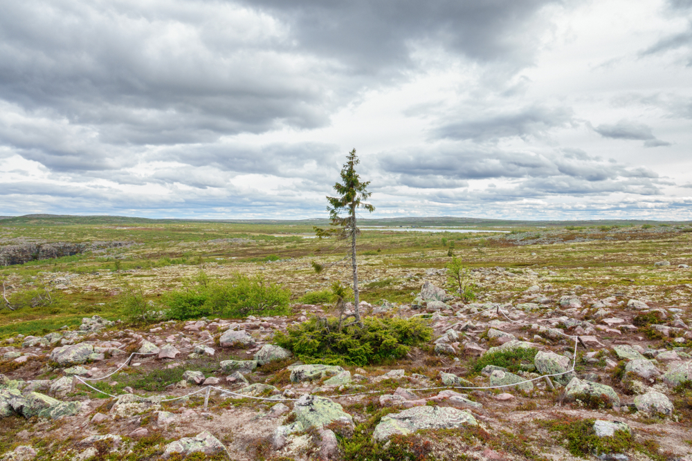 Fulufjället-Nationalpark Old Tjikko Aeltester Baum der Welt