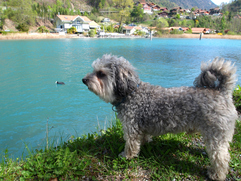 Aare Hund wandern