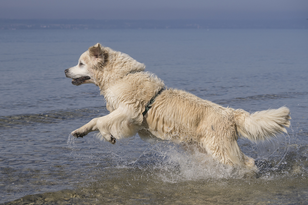 Hund Bodensee Wanderwege