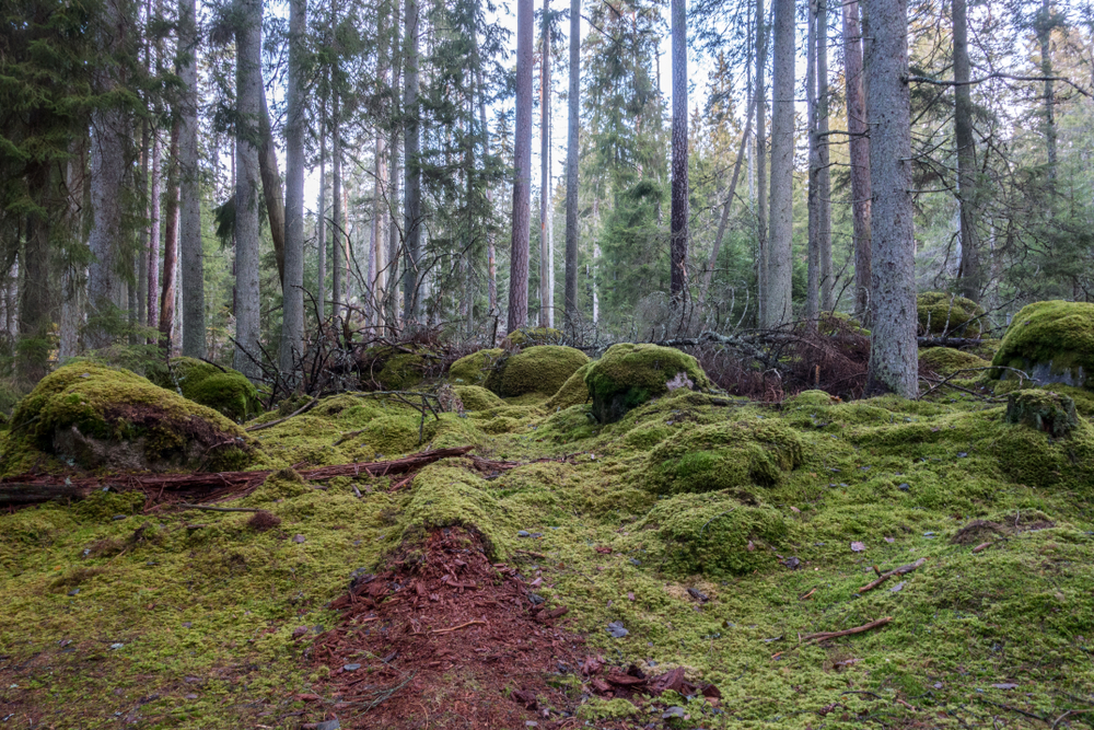 Norra Kvill wandern